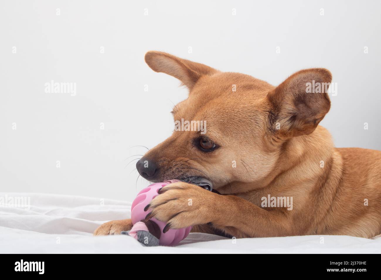 Hund Kaut Auf Pfote