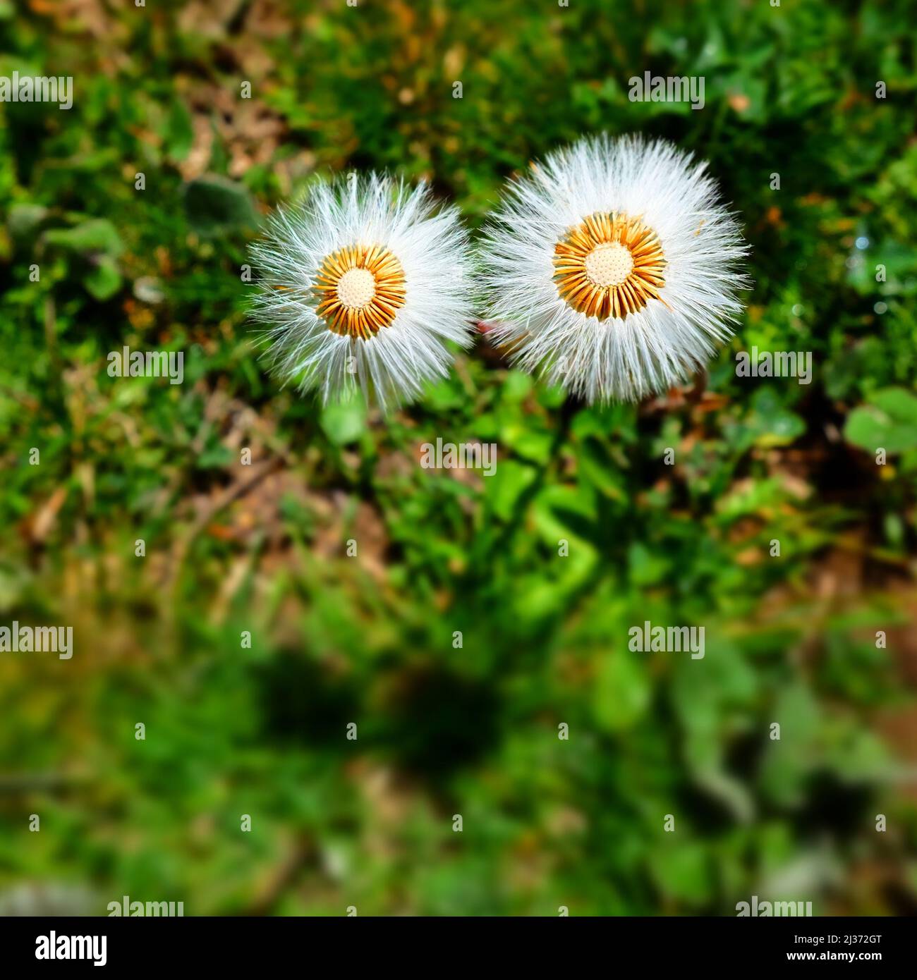 Seidig weiße Wildblume auf grünem Gras im Nebrodi Park, Sizilien Stockfoto