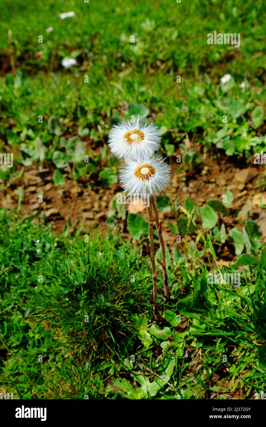 Seidig weiße Wildblume auf grünem Gras im Nebrodi Park, Sizilien Stockfoto