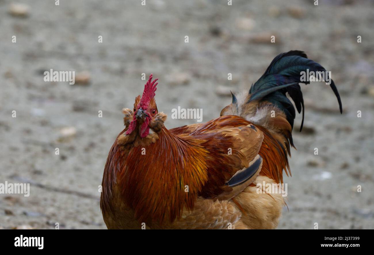 Crazy Chicken Rooster auf einem Schlammfeld. Stockfoto