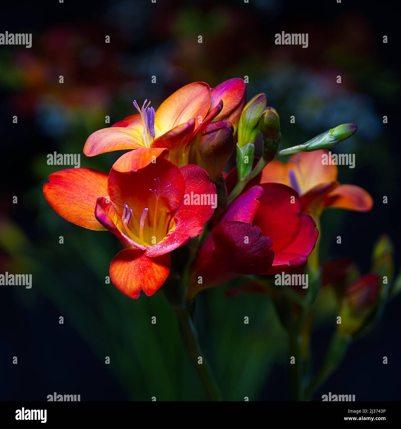 Freesia Blumen Stockfoto