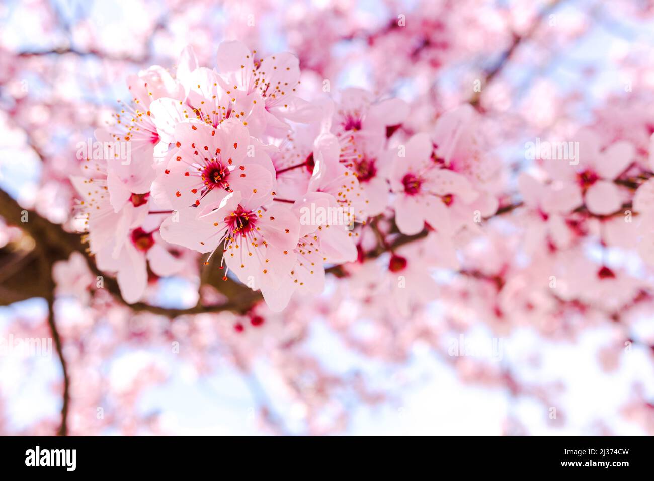 Nahaufnahme der Blüte von Obstbäumen im Frühjahr. Stockfoto