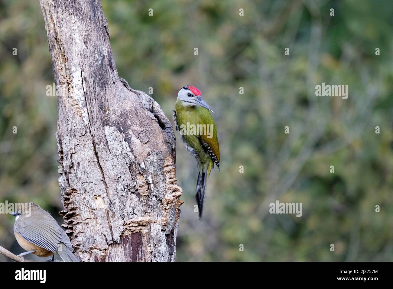 Grauspecht, Picus Canus, Uttarakhand, Indien Stockfoto