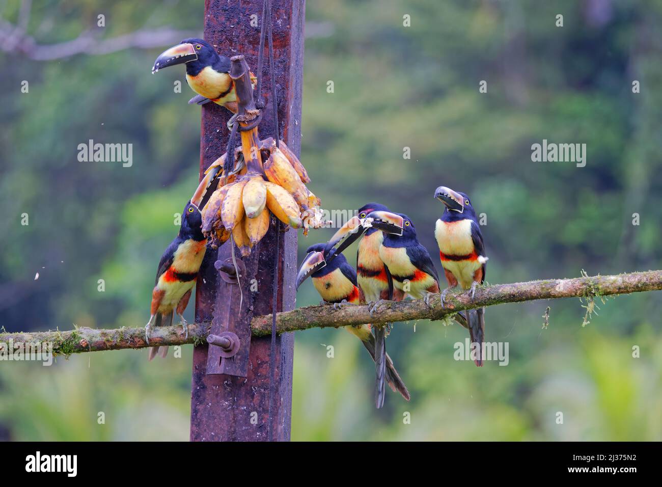 Aracari - Gruppe auf Futterstelle Pteroglossus torquatus Boco Tapada, Costa Rica BI034419 Stockfoto