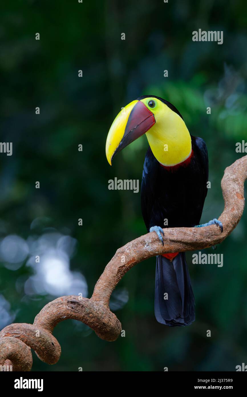 Chestnut Mandibled Toucan Ramphastos ambiguus swainsonii Sarapiqui, Costa Rica BI034443 Stockfoto