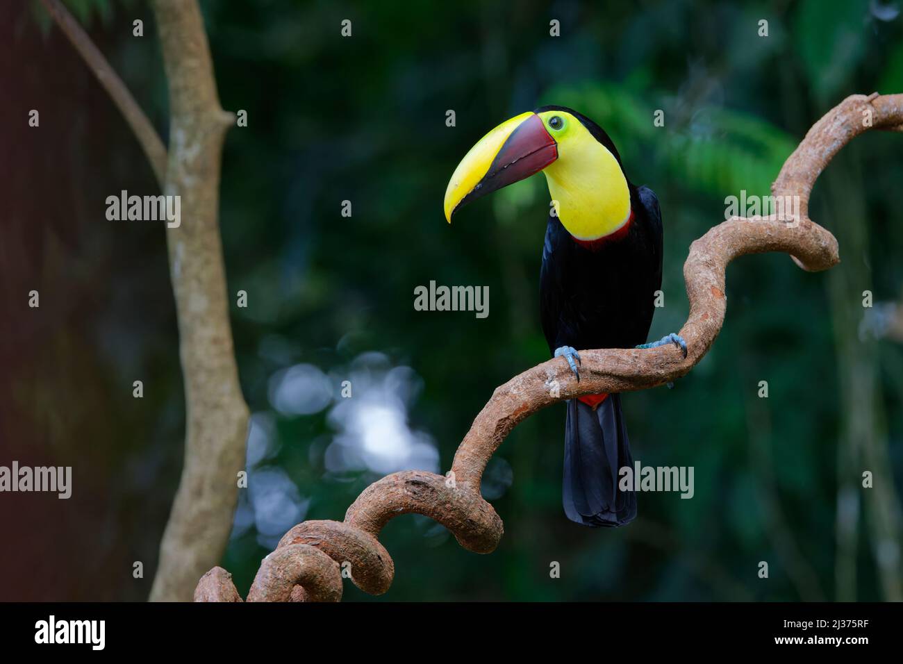 Chestnut Mandibled Toucan Ramphastos ambiguus swainsonii Sarapiqui, Costa Rica BI034445 Stockfoto