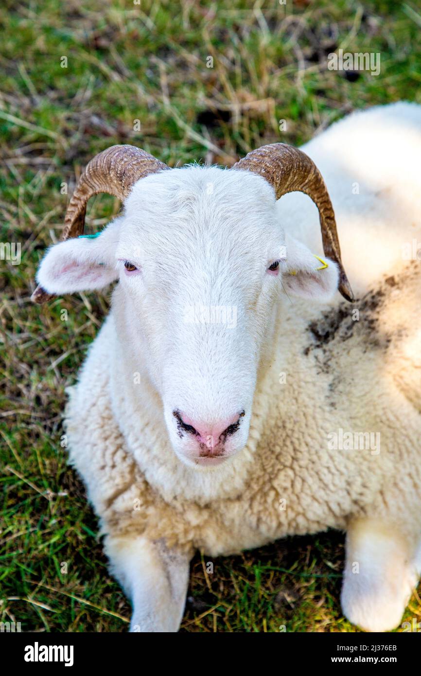 Schafe entspannen an einem heißen Tag auf der Mudchute Farm, Isle of Dogs, London, Großbritannien Stockfoto