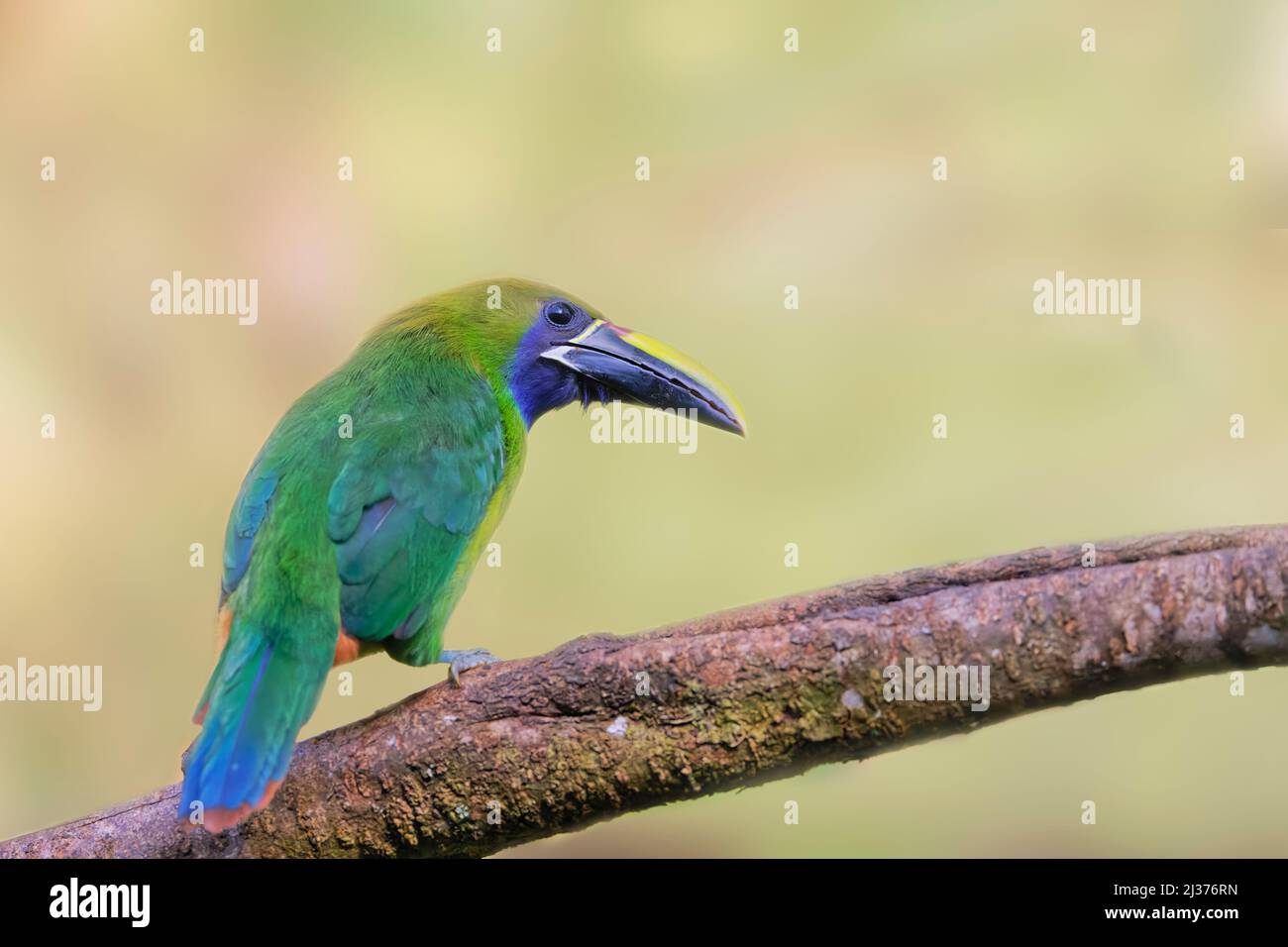 Smaragd-Tukanet Aulacorhynchus prasinus Sarapiqui, Costa Rica BI034549 Stockfoto