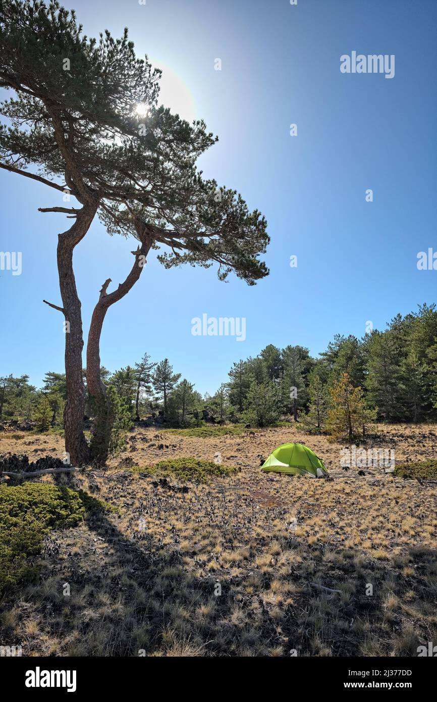 Wildes Camp unter einer großen Kiefer im Ätna Park, Sizilien Stockfoto