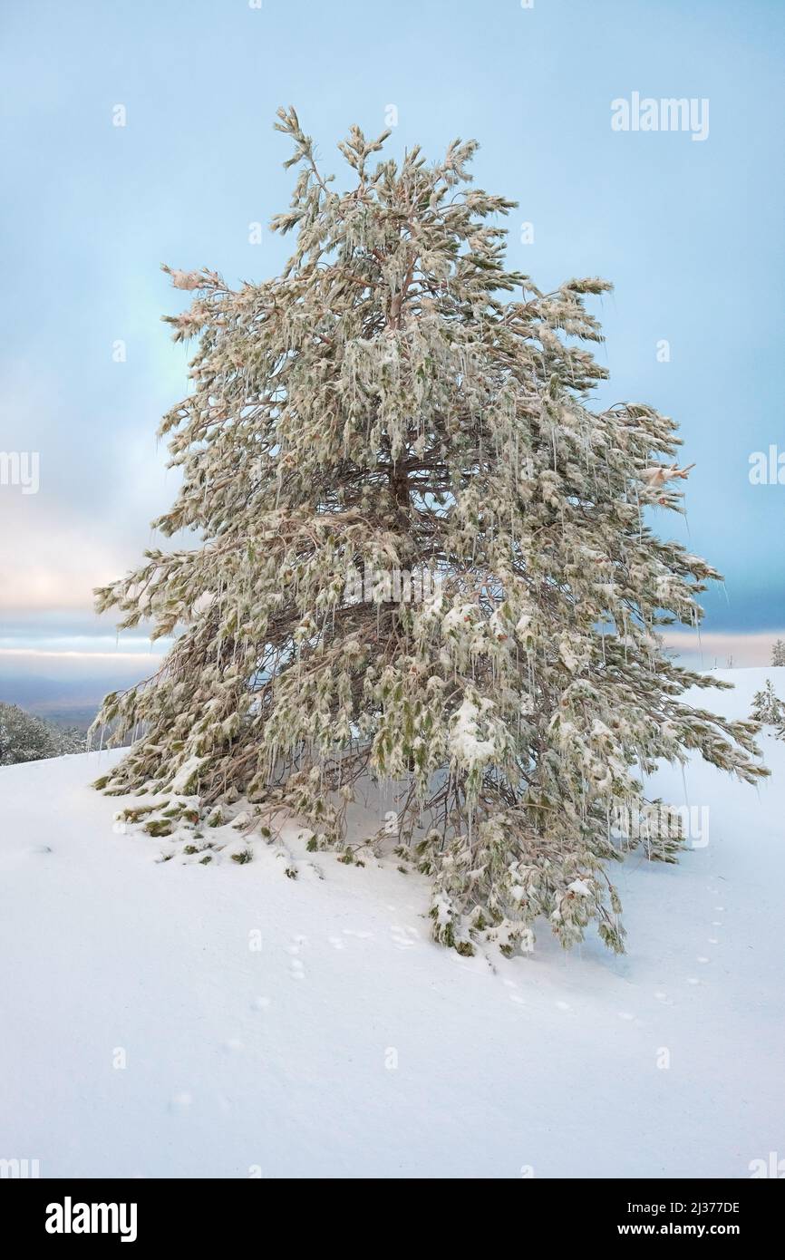 Pinien mit eisigen Nadeln und Eiszapfen gegen azurblauen Himmel im Ätna Park, Sizilien Stockfoto