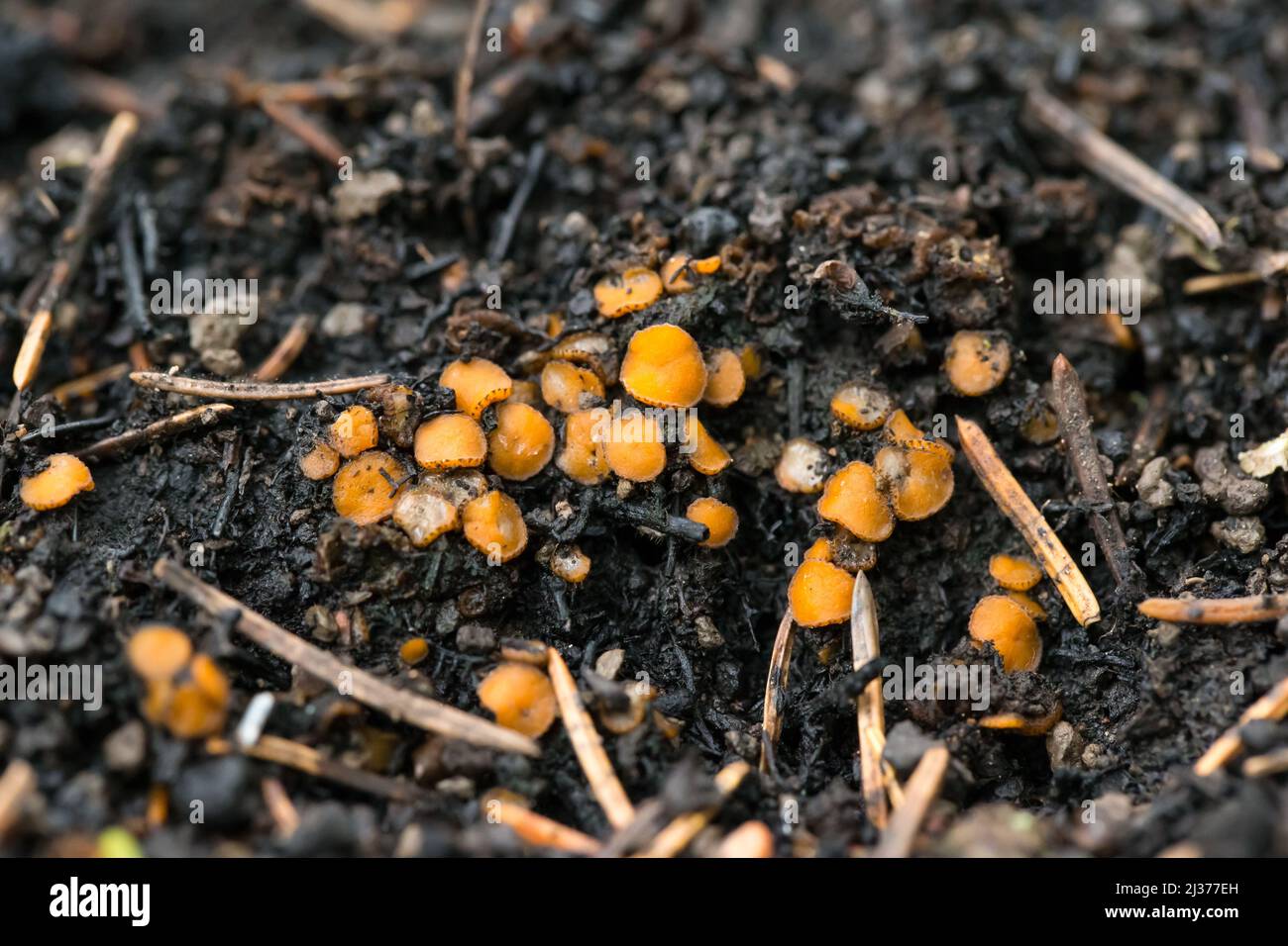 GoldenEye-Cup-Pilze (Anthracobia macrocystis) wachsen auf verbranntem Boden Stockfoto