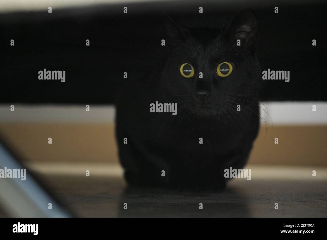 Closeup Black Cat sitzt unter Einem Sofa Stockfoto