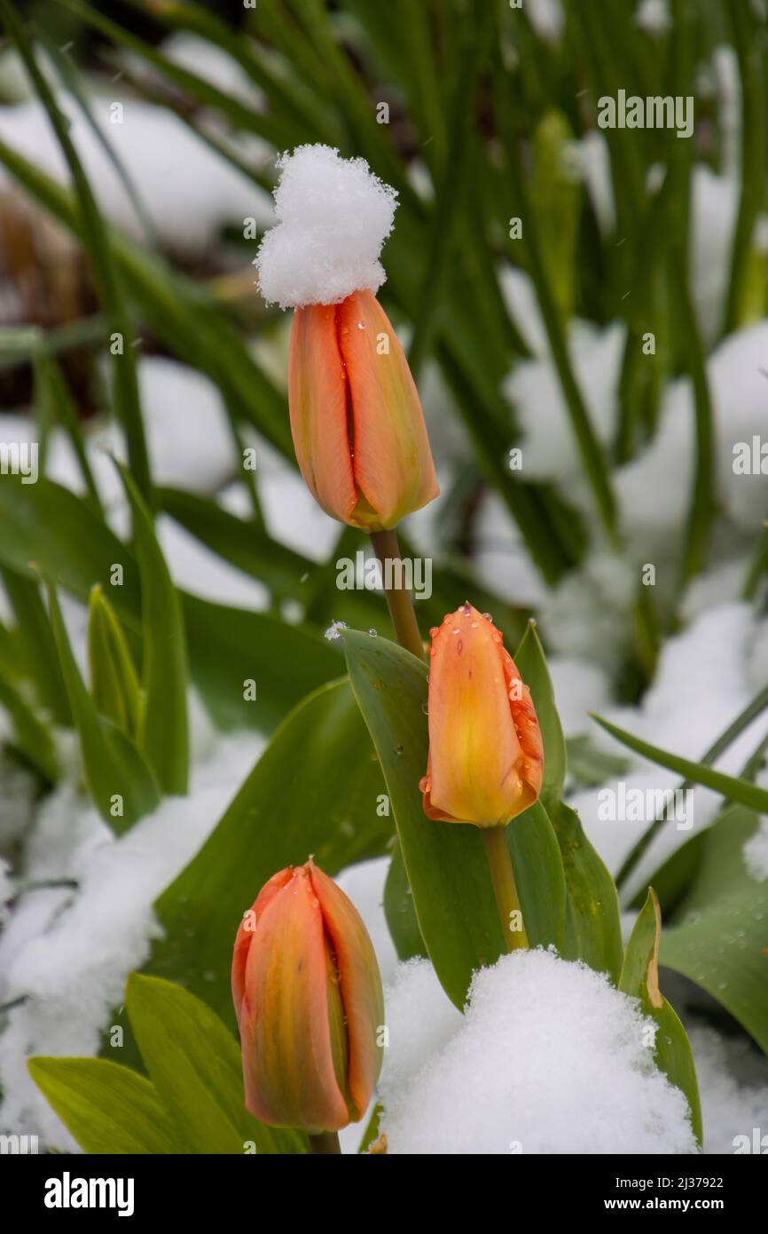 Schneebedeckte Tulpen im Frühling Stockfoto