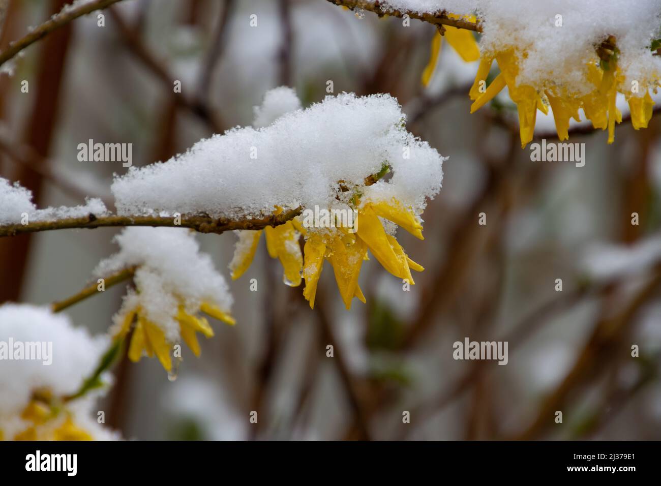 Gelbe Forsythia blüht mit Schnee bedeckt Stockfoto