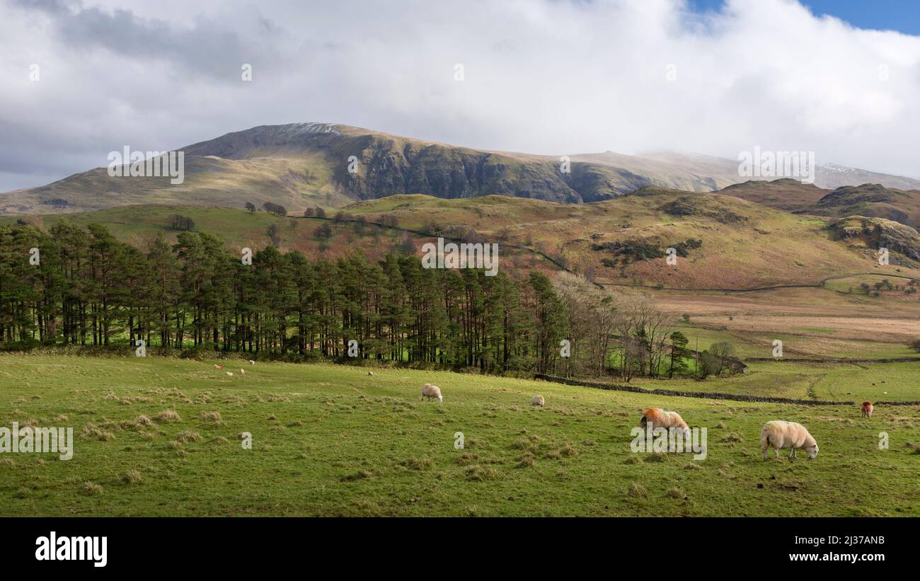 Schafe weiden auf einem Feld mit den Fjälls von Low Rigg und Clough Head im Lake District National Park in der Nähe von Keswick, Cumbria, England. Stockfoto
