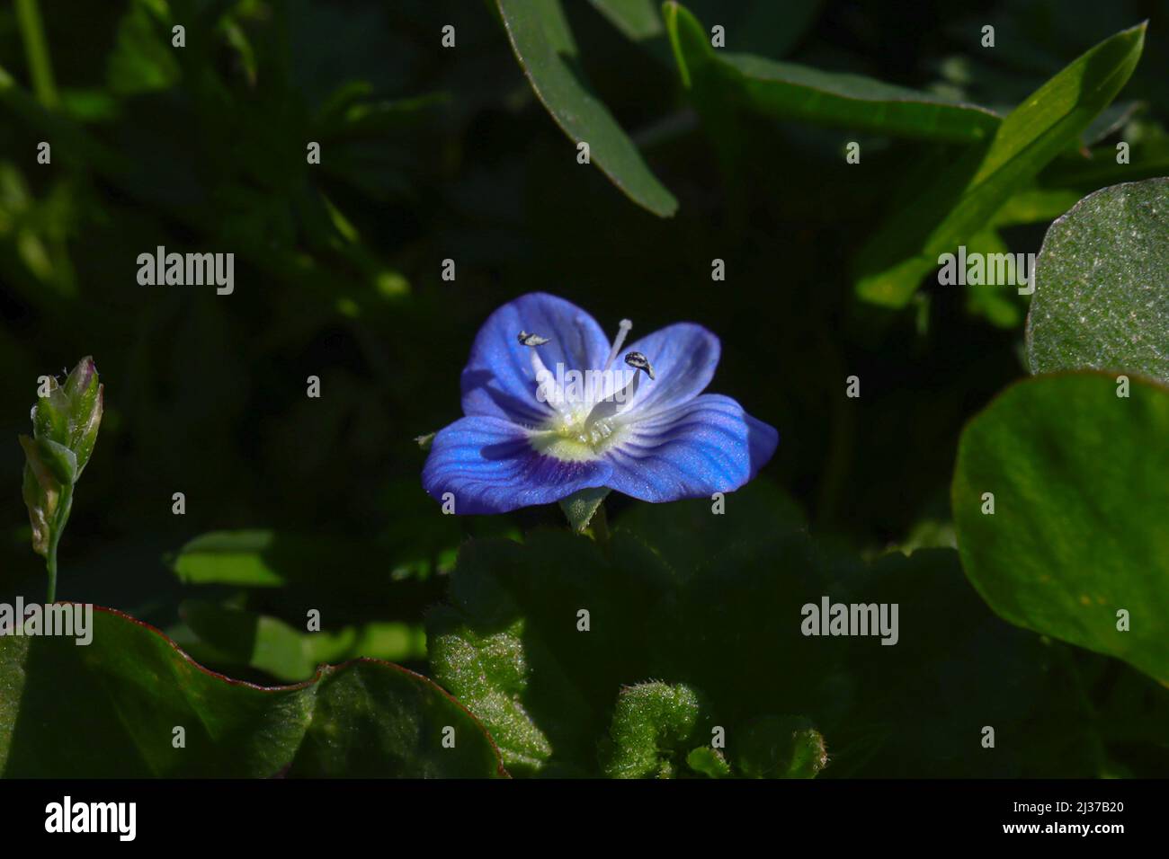 Blaue und violette Tagesblumen, selektiver Fokus, Sitzansicht, Blüte im Grünen, Commelina Familienblume Stockfoto