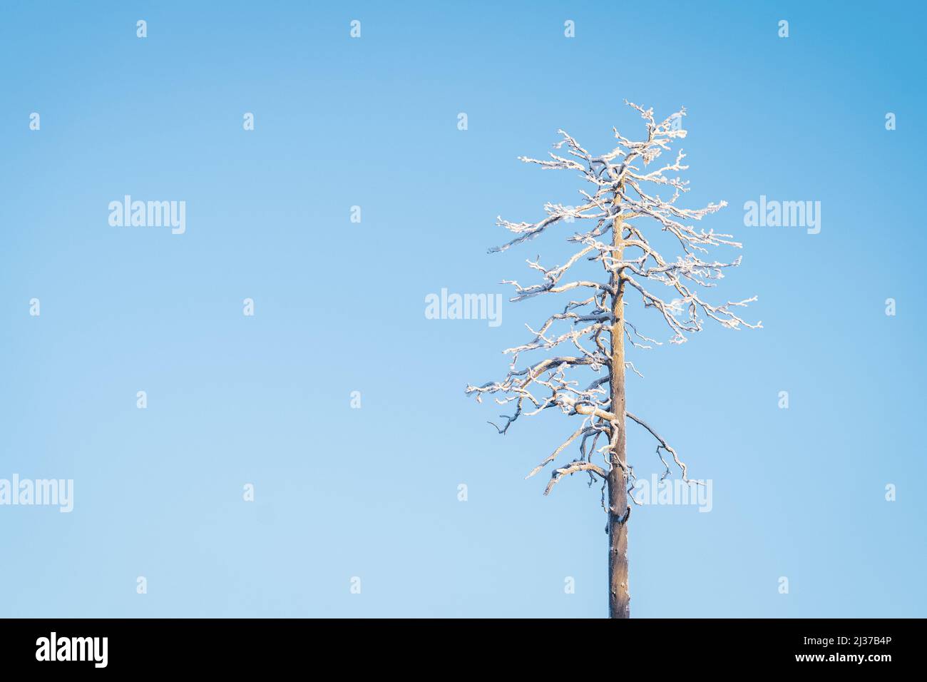 Einsamer Baum auf der rechten Seite des Rahmens Stockfoto