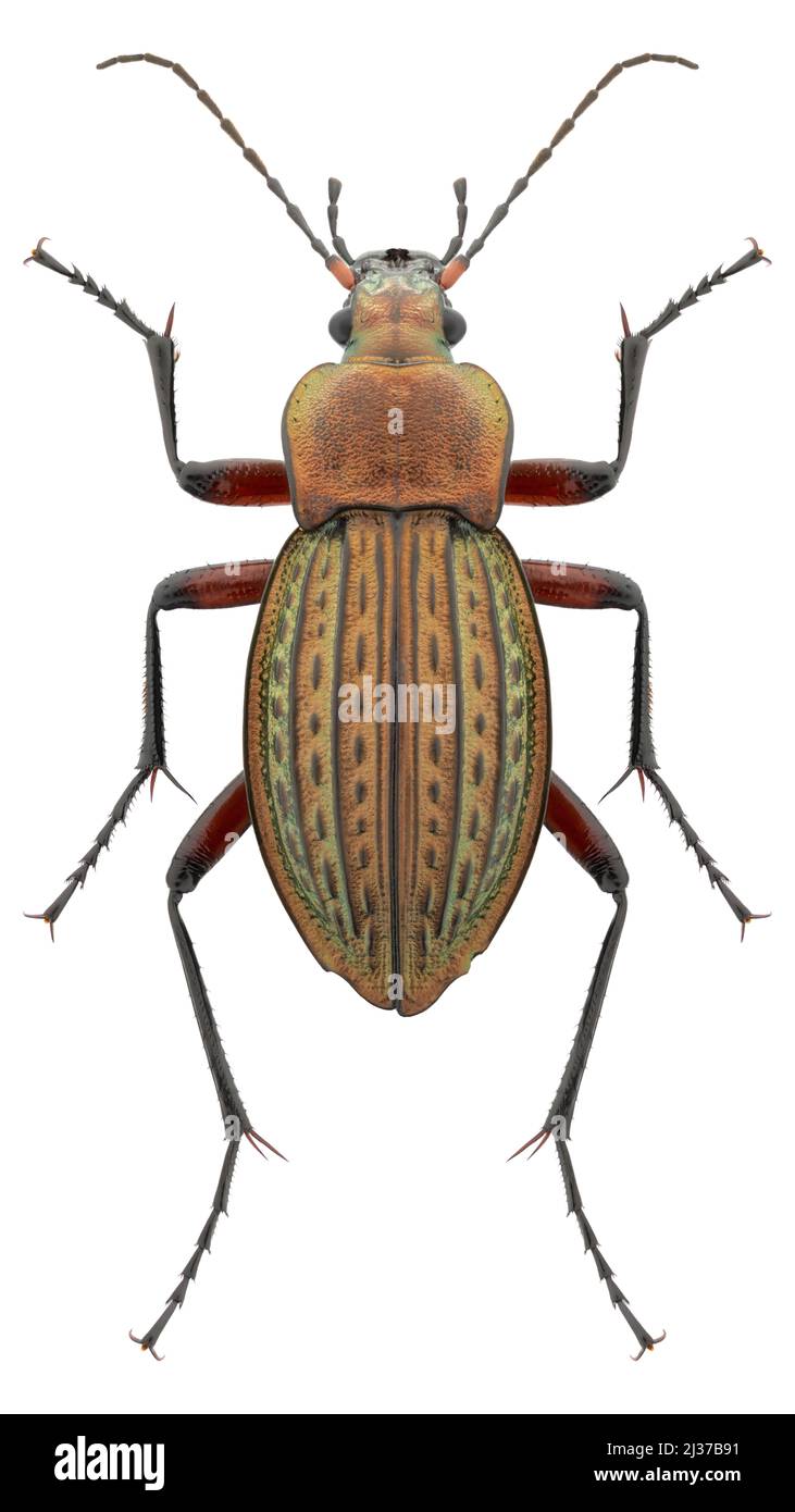 Bodenkäferart Carabus cancellatus subsp. Cancellatus, trivialer Name: Granulierter Karabid, weiblich. Stockfoto