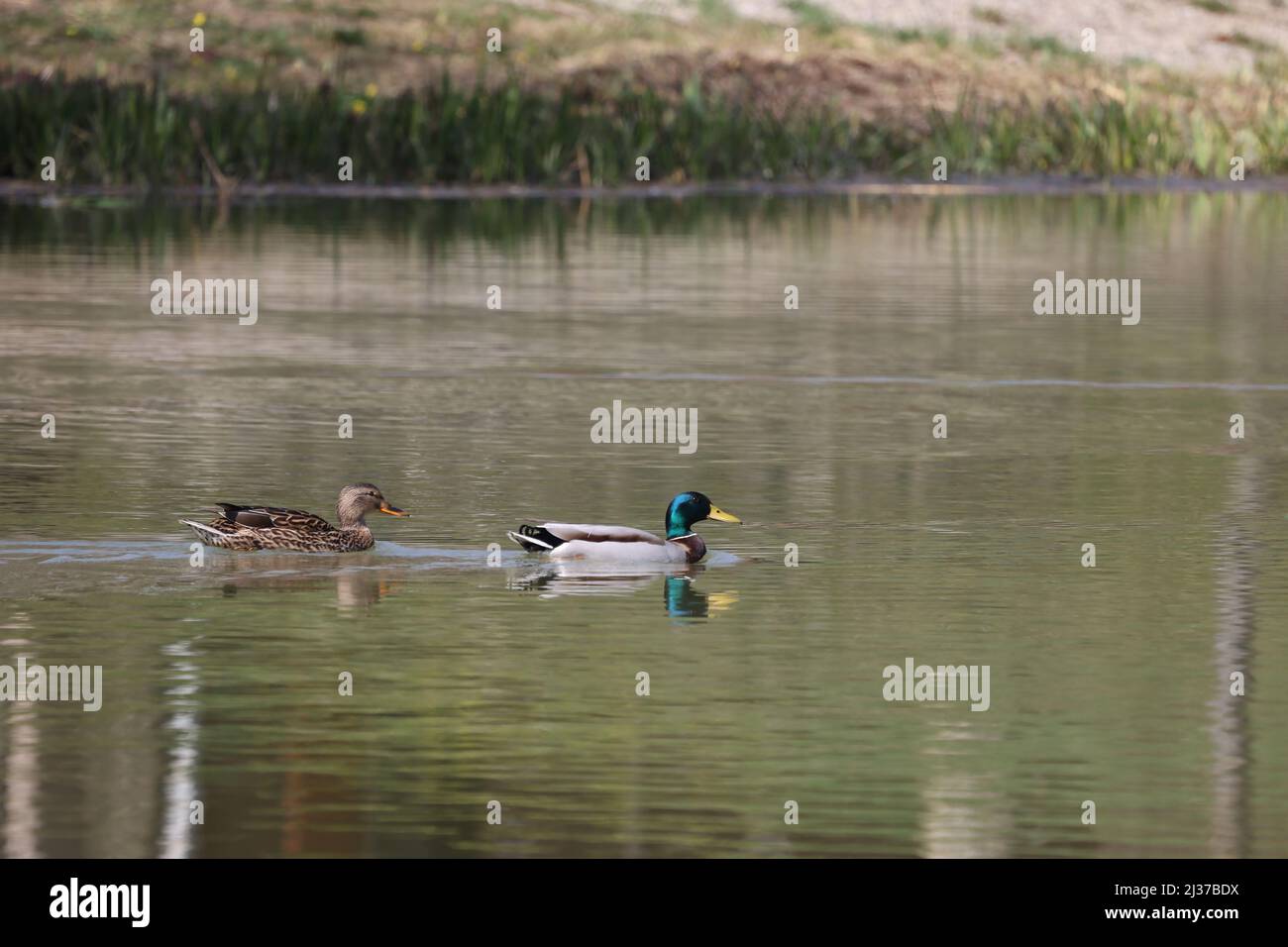 Die zwei wilden Enten, die im See schwimmen Stockfoto