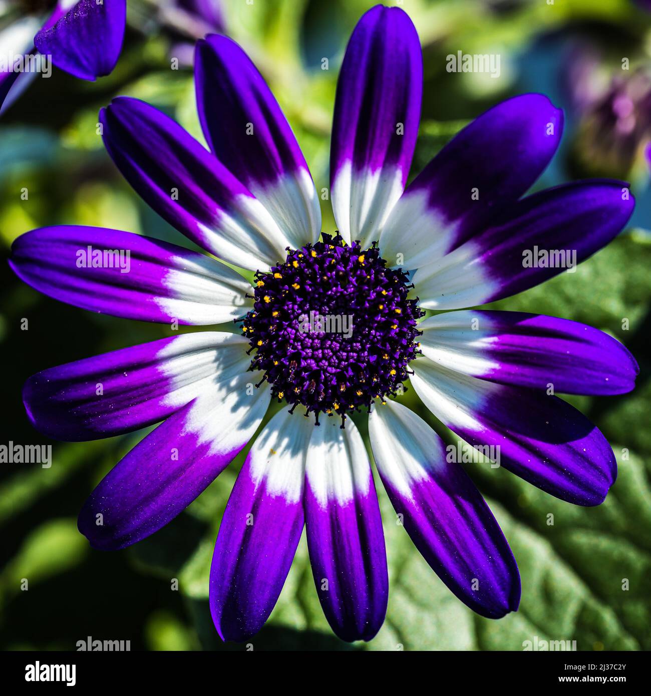 Eine Nahaufnahme einer violetten und weißen osteospermum Stockfoto