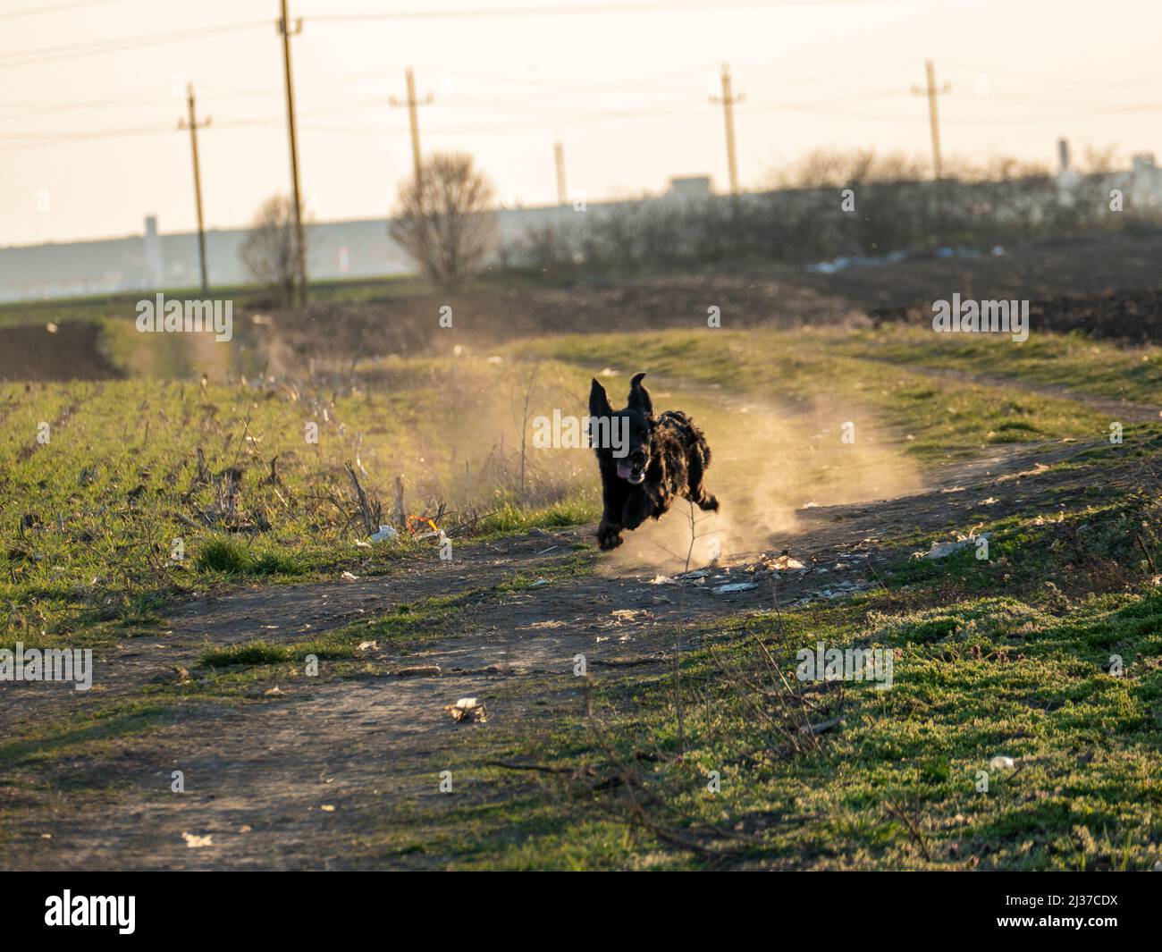 Ein schwarzer Farmhund, der auf einem Feld mit Staub im Hintergrund läuft Stockfoto