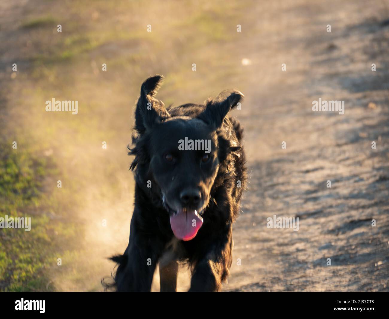 Ein schwarzer Farmhund, der auf einem Feld mit Staub im Hintergrund läuft Stockfoto