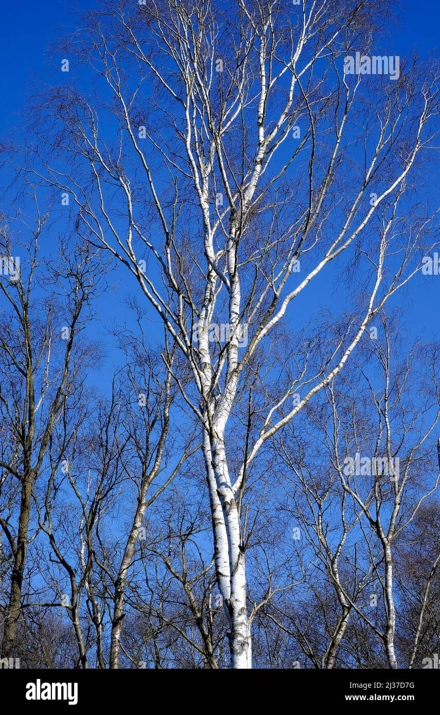 Silberne Birken auf blauem Himmel Hintergrund, norfolk, england Stockfoto