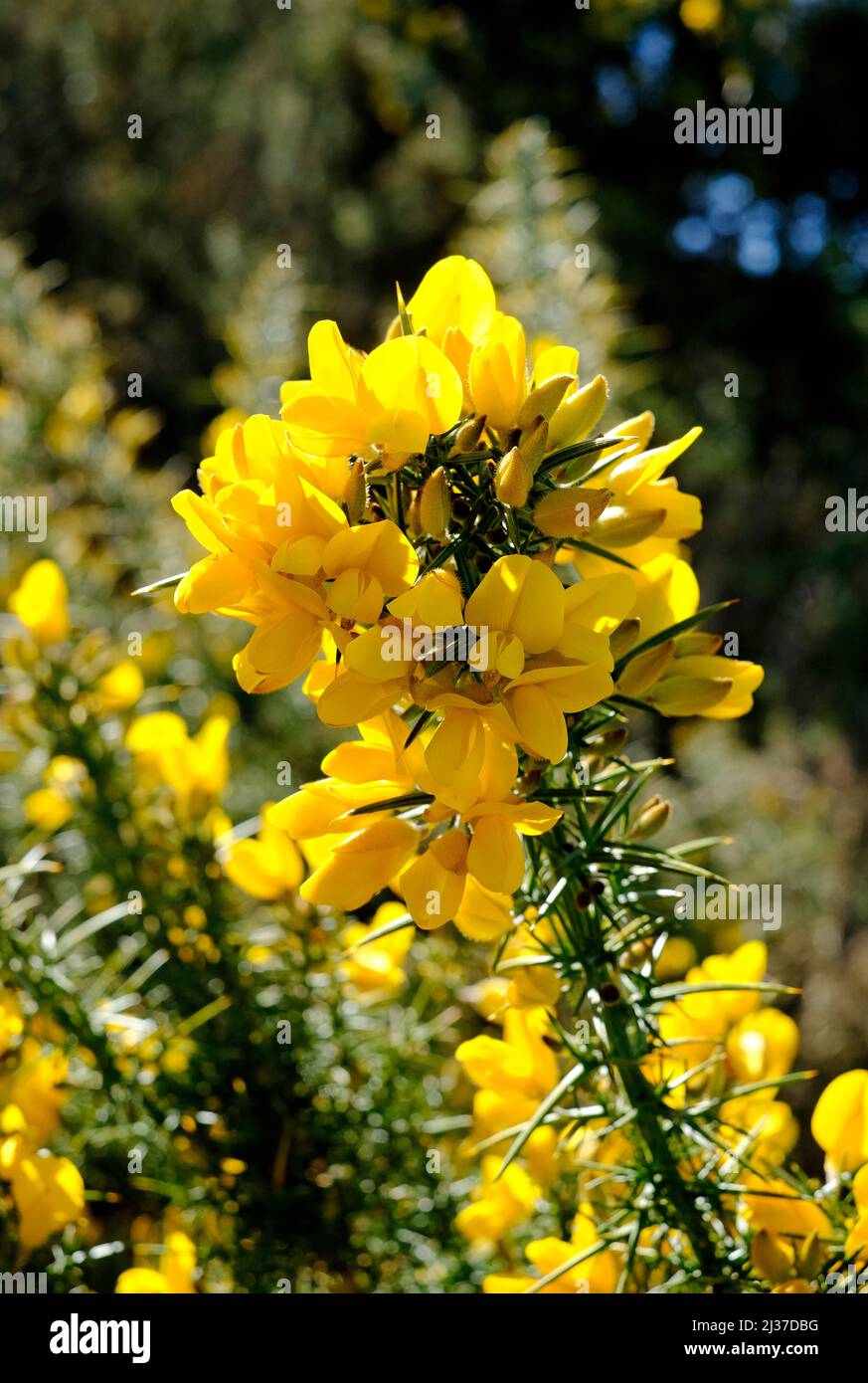 Nahaufnahme von leuchtend gelben Ginsterblüten Stockfoto