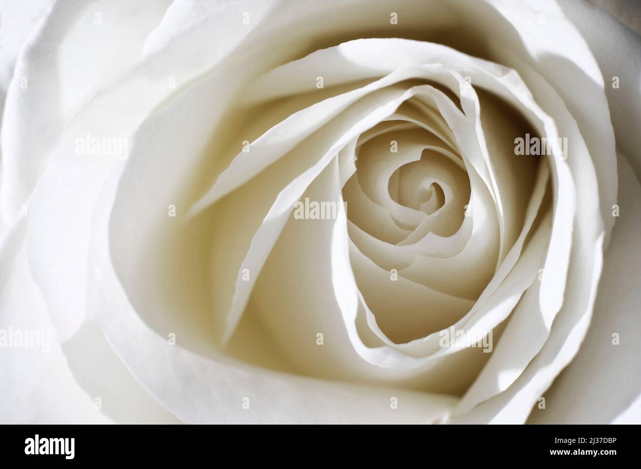 Nahaufnahme eines weißen Rosenblüten Stockfoto