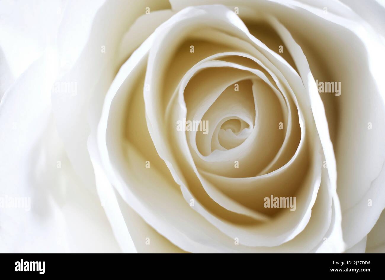 Nahaufnahme eines weißen Rosenblüten Stockfoto