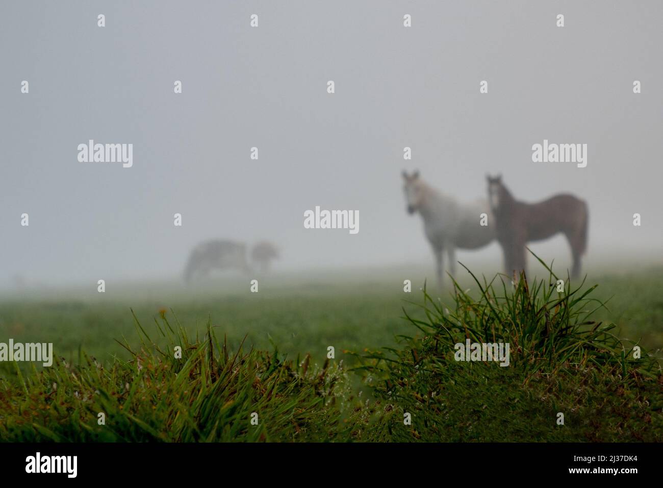 France=Auvergne Rhone Alpes==Cantal= Nebelmorgen von Maurs la Jolie. Stockfoto