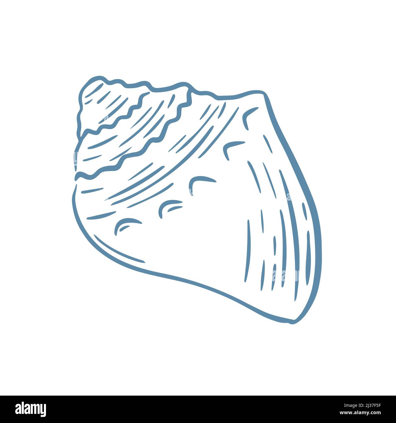 Abbildung des Vektorgrafikes „Muschel“. Ocean Shell Handgravur isoliertes Objekt. Unterwasser Bewohner Dekoration Stock Vektor
