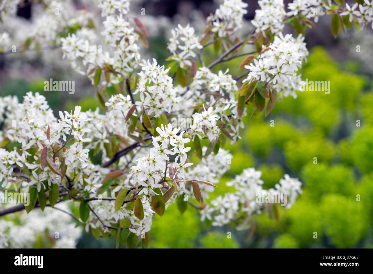 Baumblüte blüht im Frühling in den Nigel Dunnet Beech Gardens März April Garten auf dem Barbican Estate in der City of London Großbritannien 2022 KATHY DEWITT Stockfoto