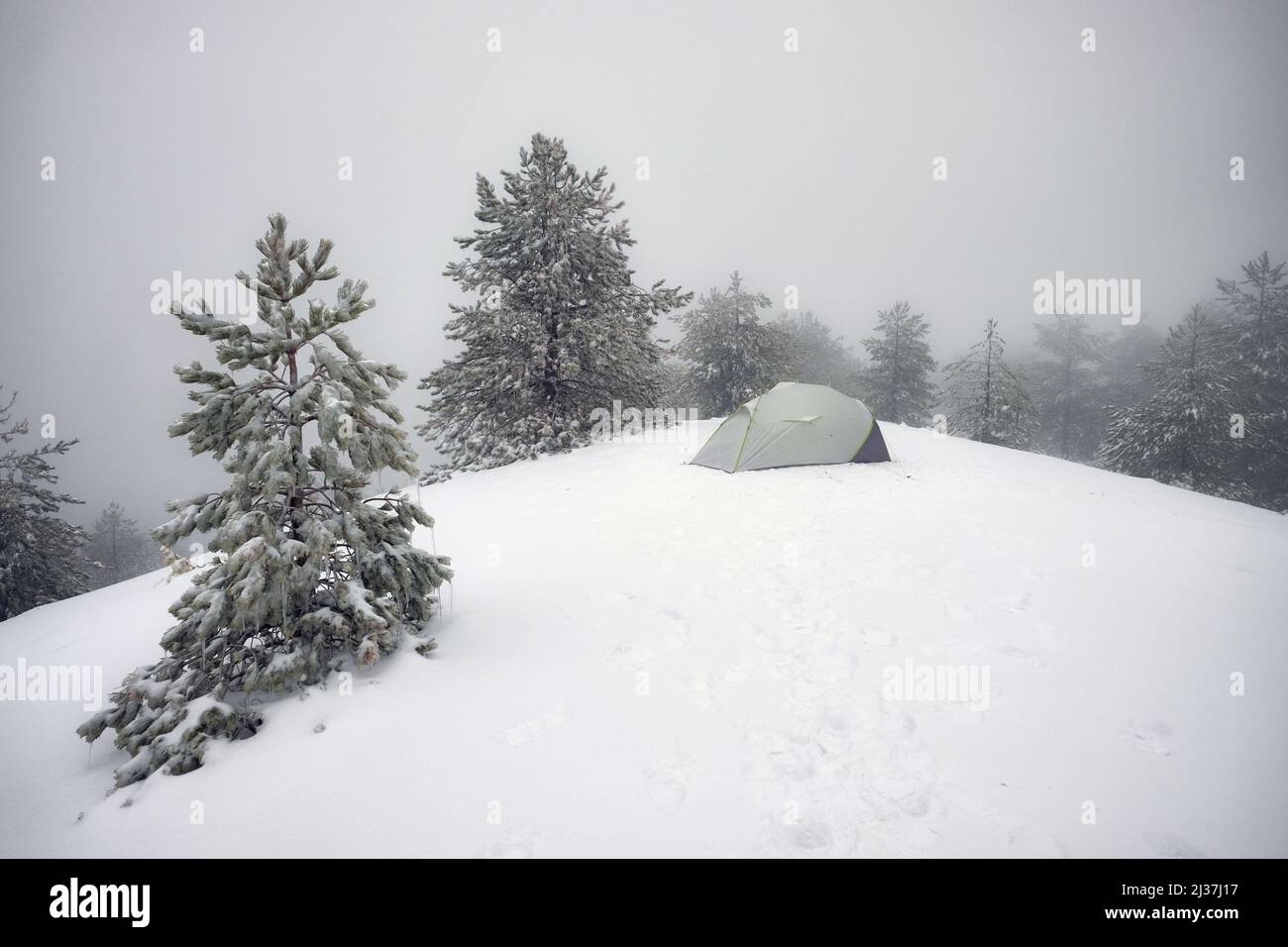 Zelt im verschneiten Pinienwald des Ätna Parks, Sizilien Stockfoto