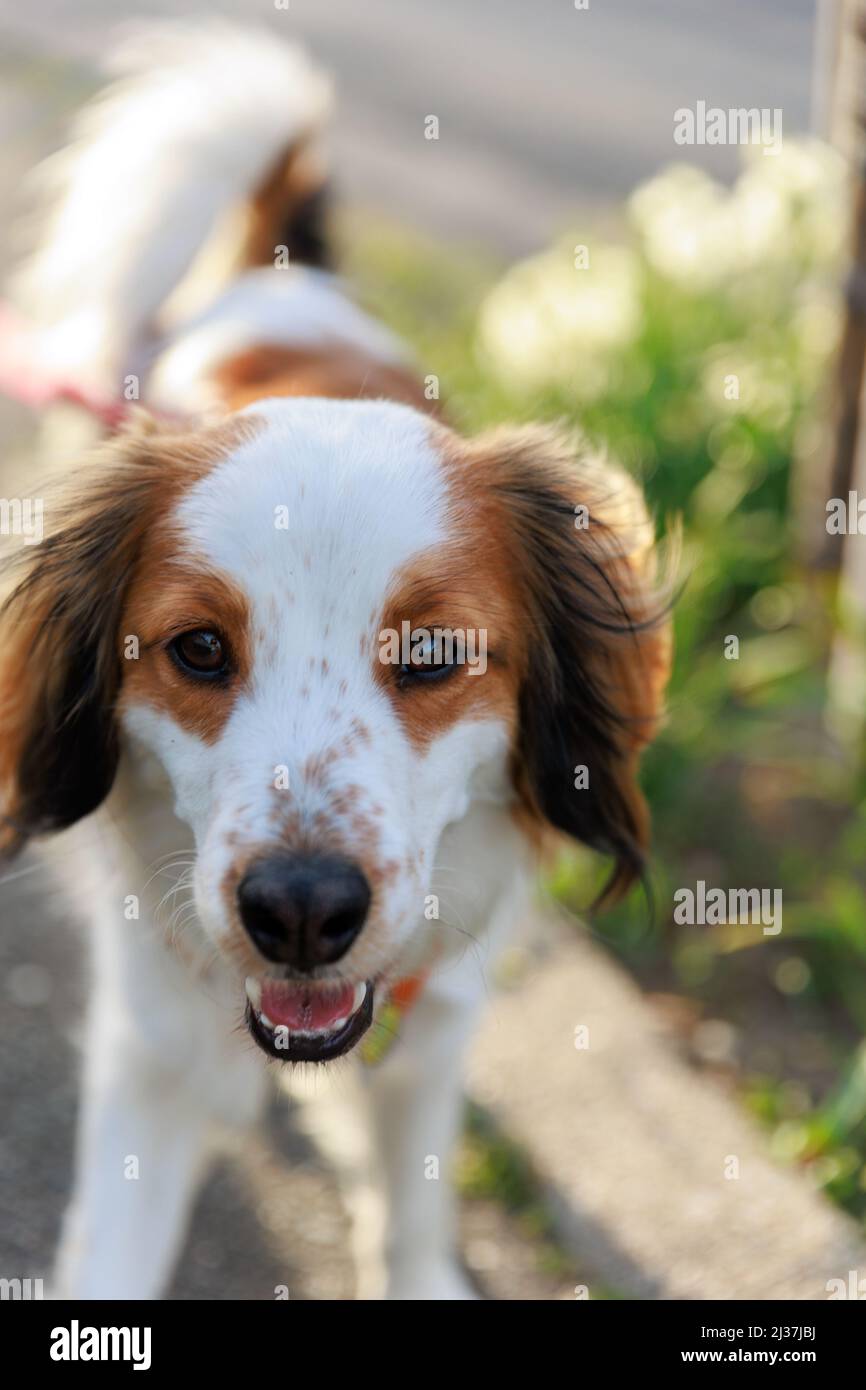 Nahaufnahme eines glücklichen reinrassigen Hundes kooiker, der zur Kamera geht. Stockfoto