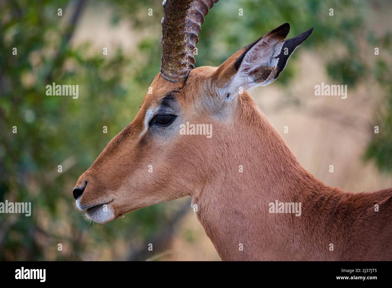 Nahaufnahme eines männlichen Imapla buck aepyceros melampus, Kruger National Park, Südafrika Stockfoto