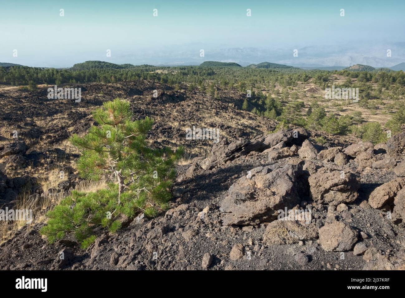 Das Galvarina-Hochplateau im Ätna-Park, im Vordergrund junge Kiefer - Sizilien Stockfoto