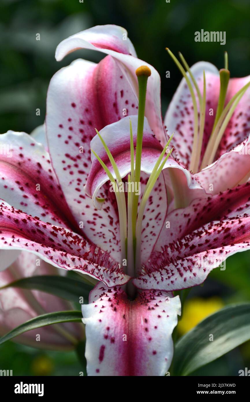 Nahaufnahme der rosa und weiß gepunkteten Lilienblume Stockfoto