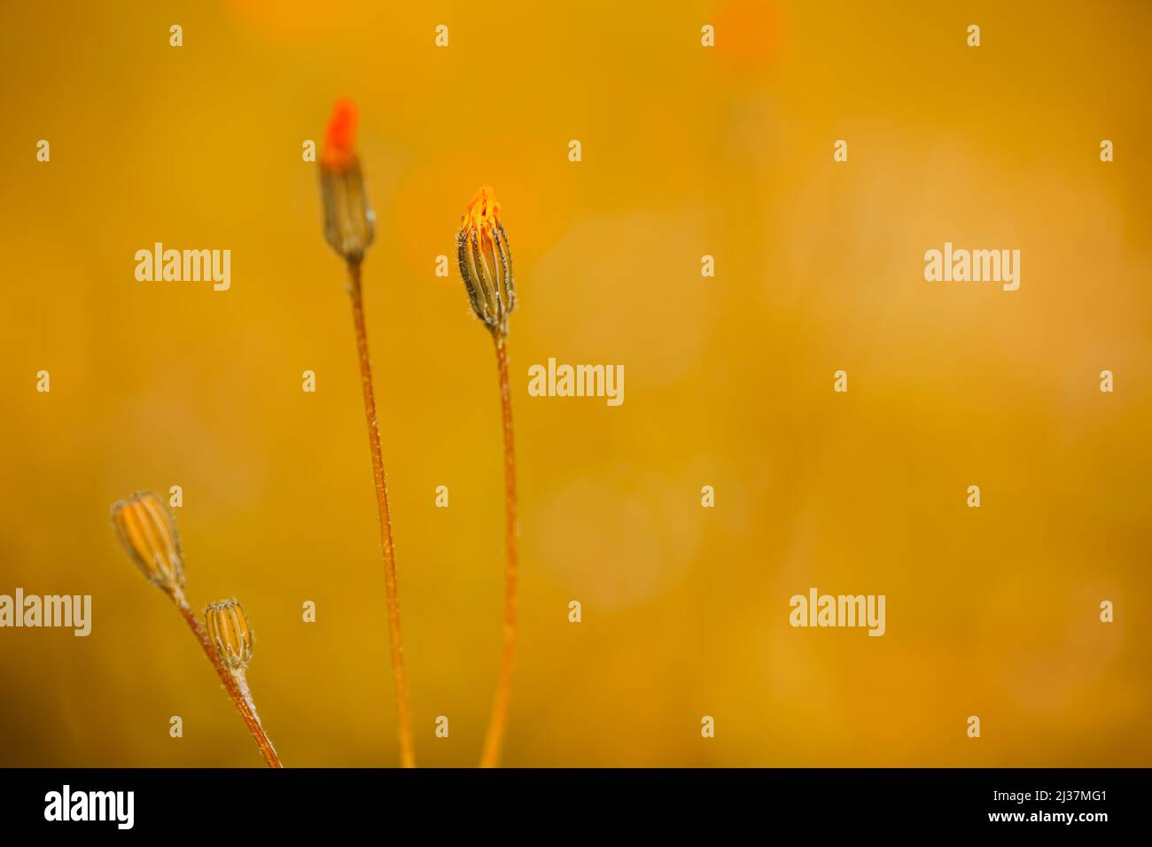Selektiver Fokus der wilden Blume isoliert auf Sonnenuntergang oder Sonnenaufgang goldenen Stunden Farbtöne Hintergrund. Beeindruckendes Hintergrundbild einer orangefarbenen Wildblume. Stockfoto