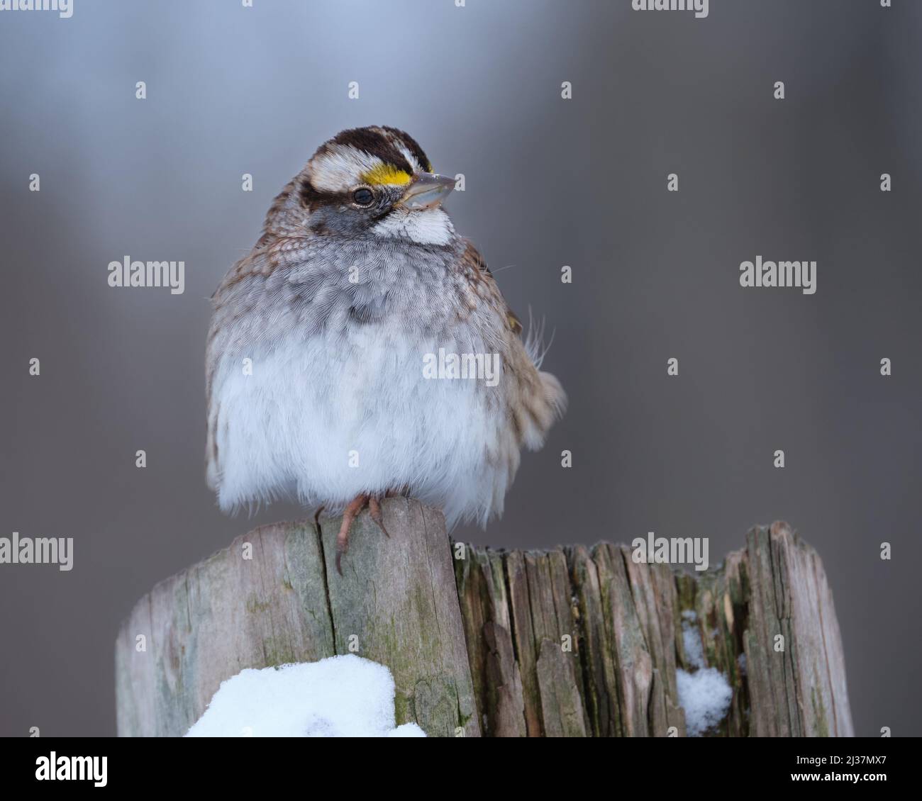 Ein weißkehliger Sperling, Zonotrichia albicollis, thront auf Holzbalken Stockfoto