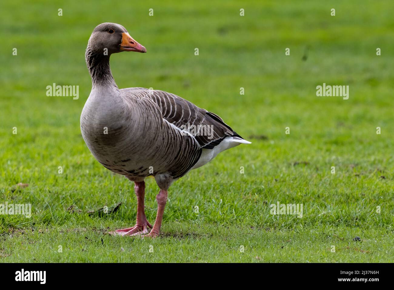 Graugans, Anser anser, Wandern auf dem Rasen in den RHS Gardens, Wisley, Großbritannien Stockfoto