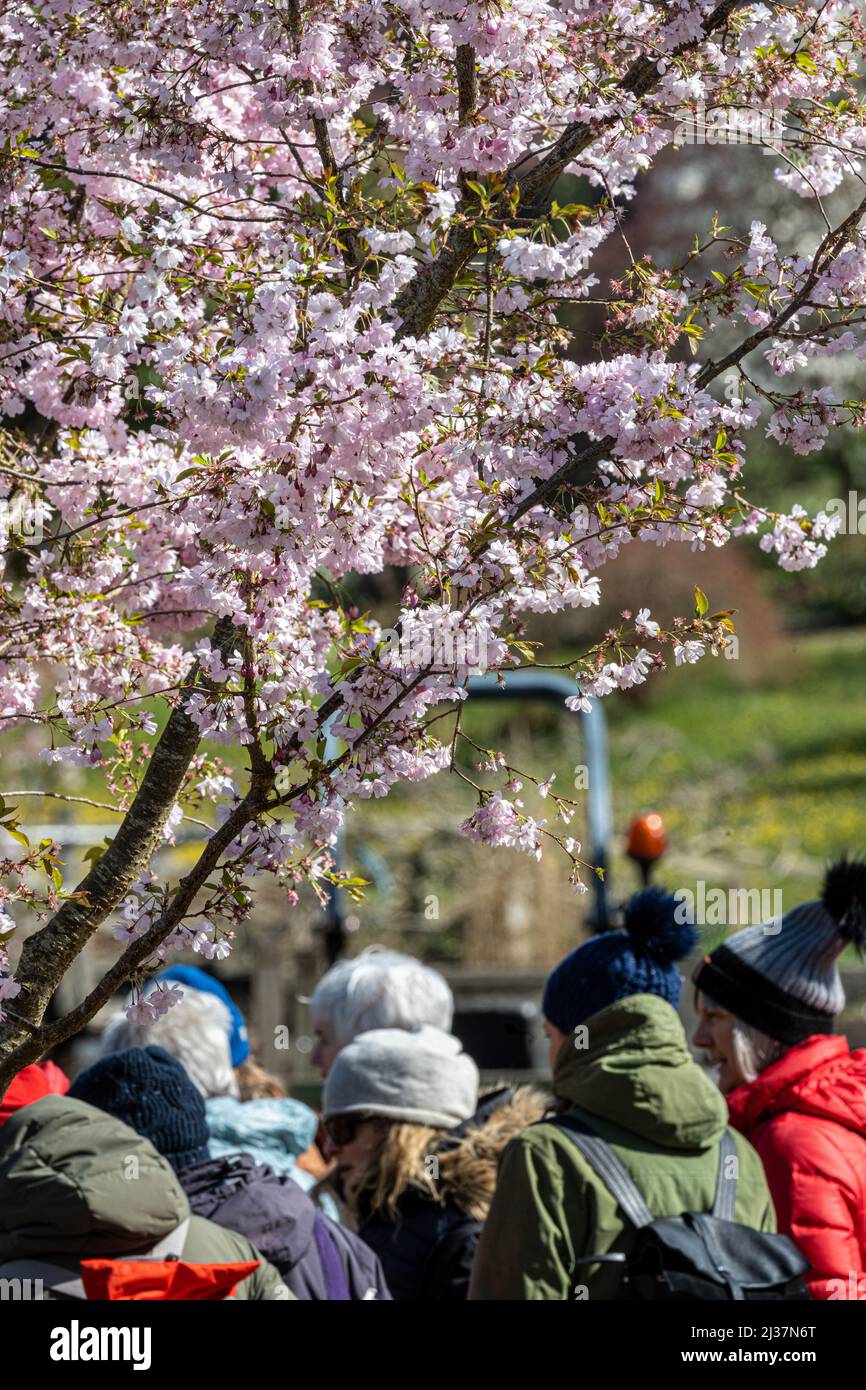 Besucher bewundern die Kirschblüte des Frühlings in den RHS Gardens, Wisley, Großbritannien Stockfoto