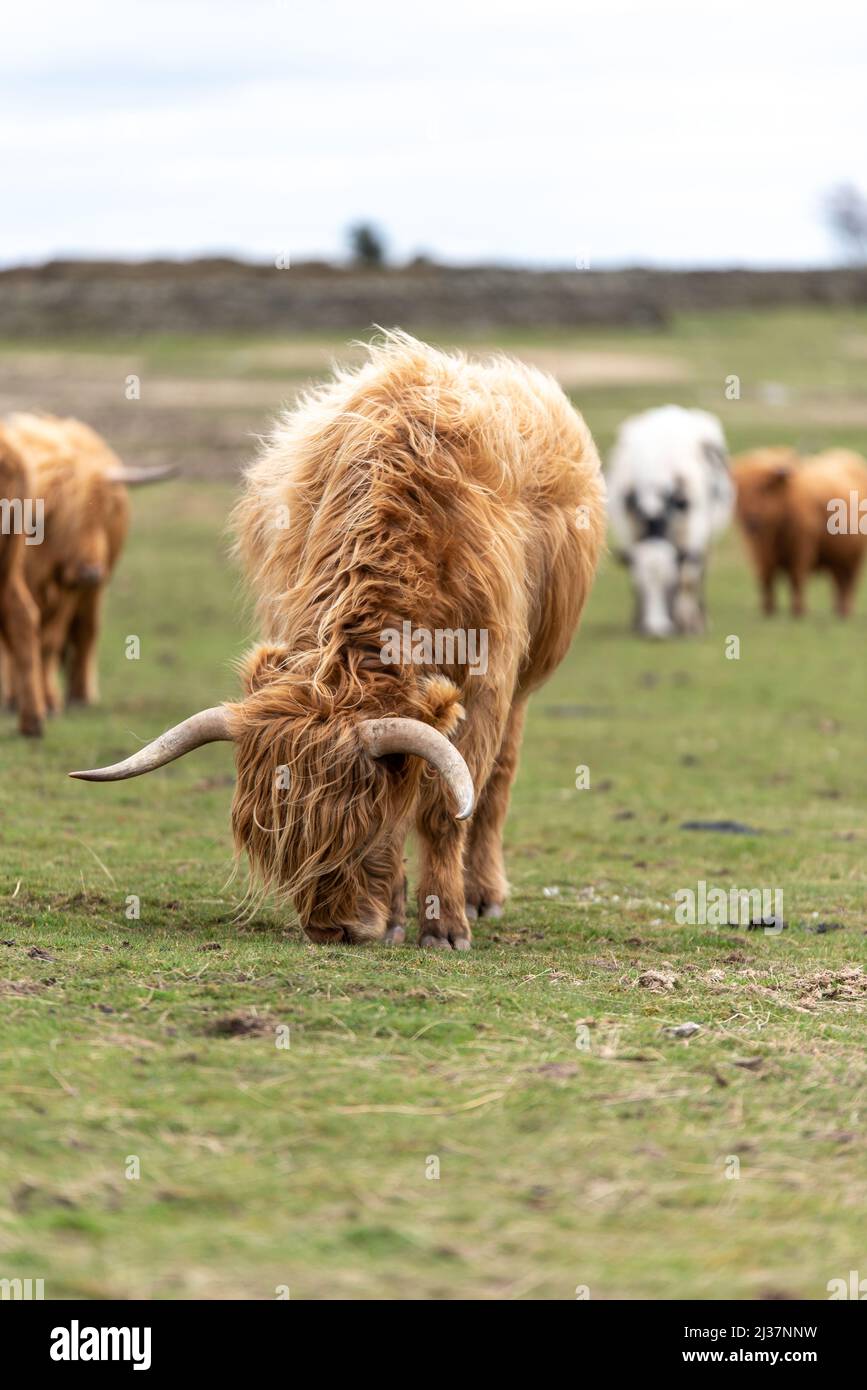 Schottische Highland-Kühe grasen in der Landschaft von Südwales Stockfoto