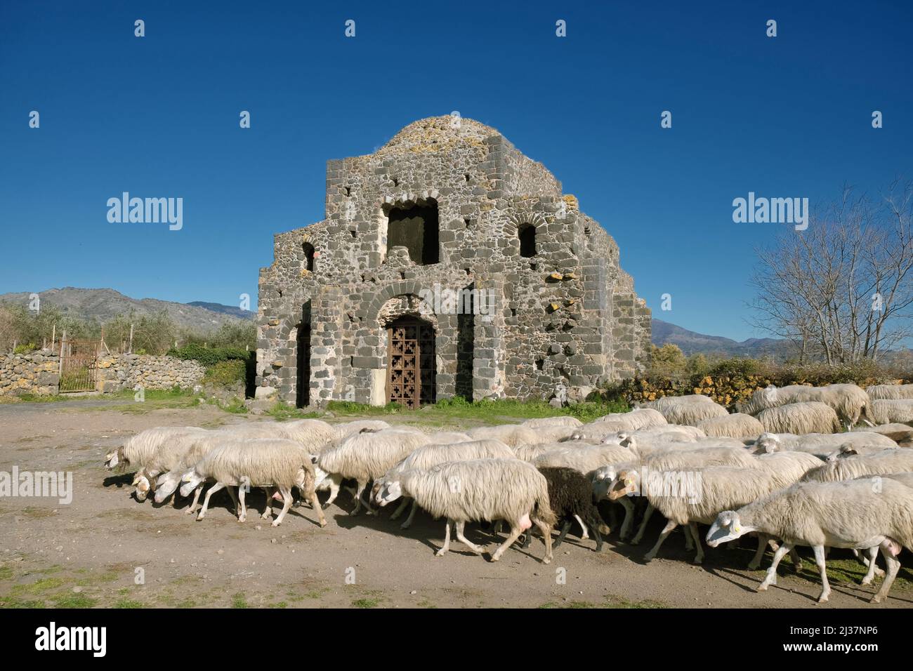 Eine Herde Schafe und das Kuba von S. Domenica in Castiglione di Sicilia, Sizilien Stockfoto
