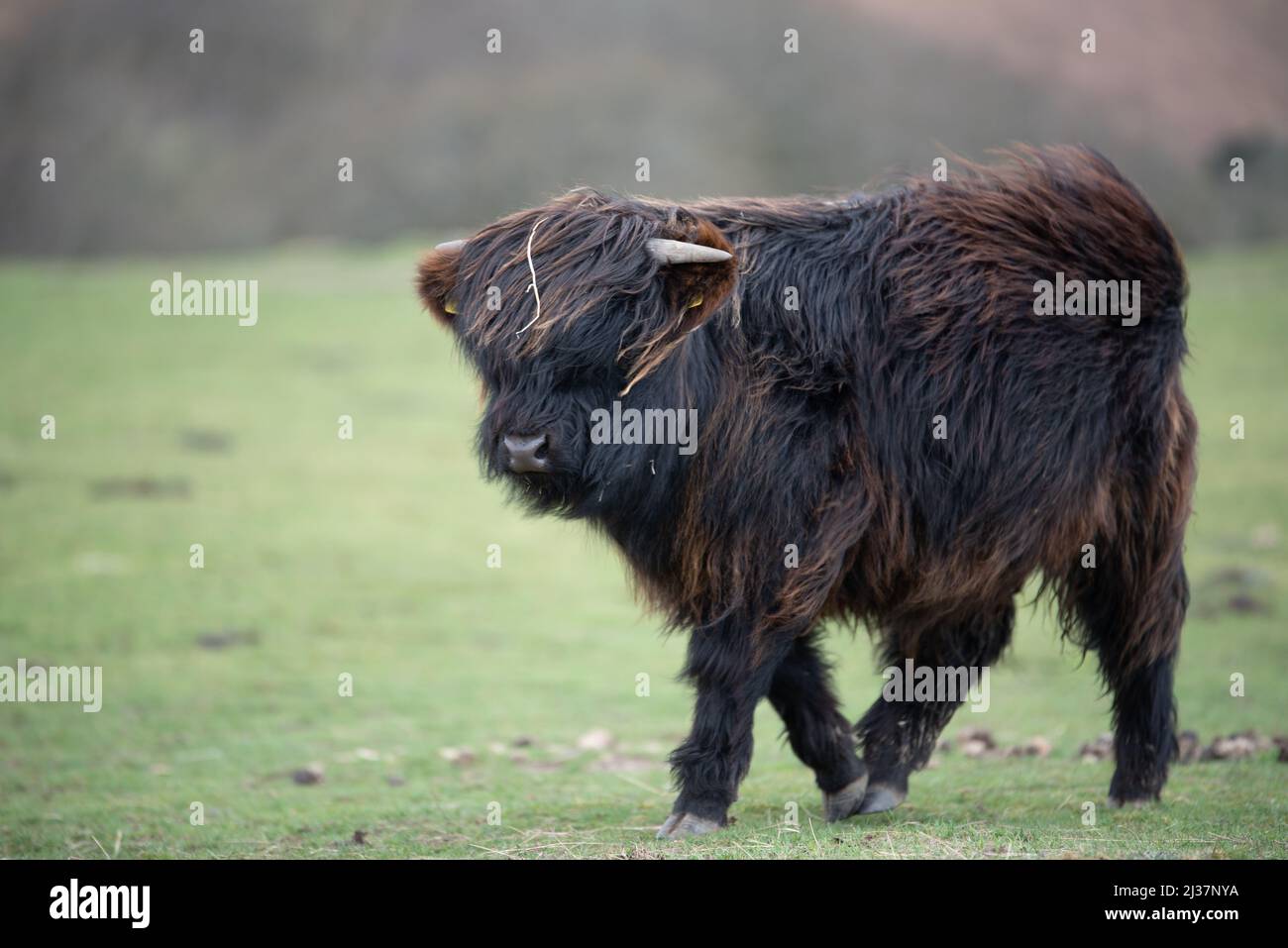 Schottische Highland-Kühe grasen in der Landschaft von Südwales Stockfoto