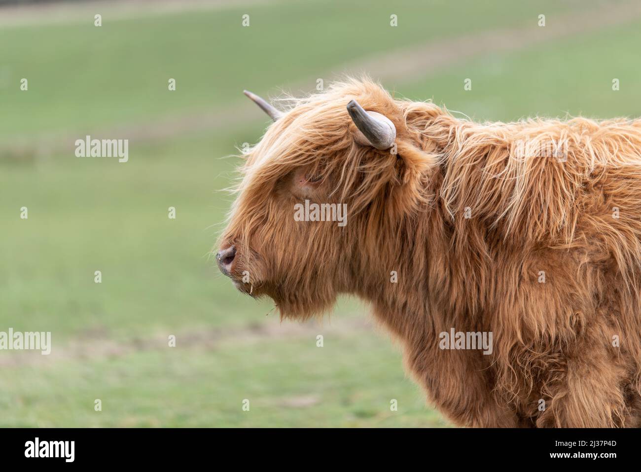 Schottische Highland-Kühe grasen in der Landschaft von Südwales Stockfoto