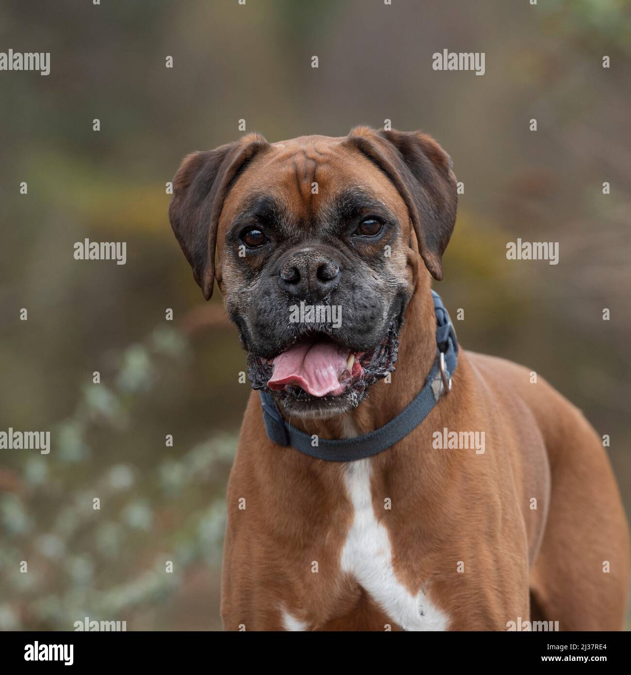 Boxer Stockfoto