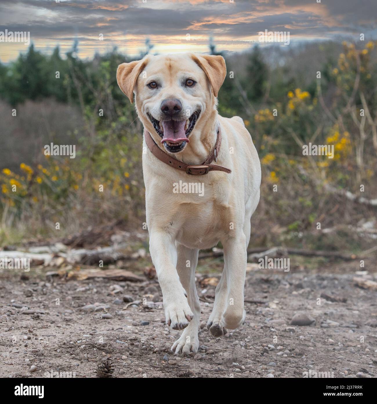 Labrador Retriever gelb Stockfoto