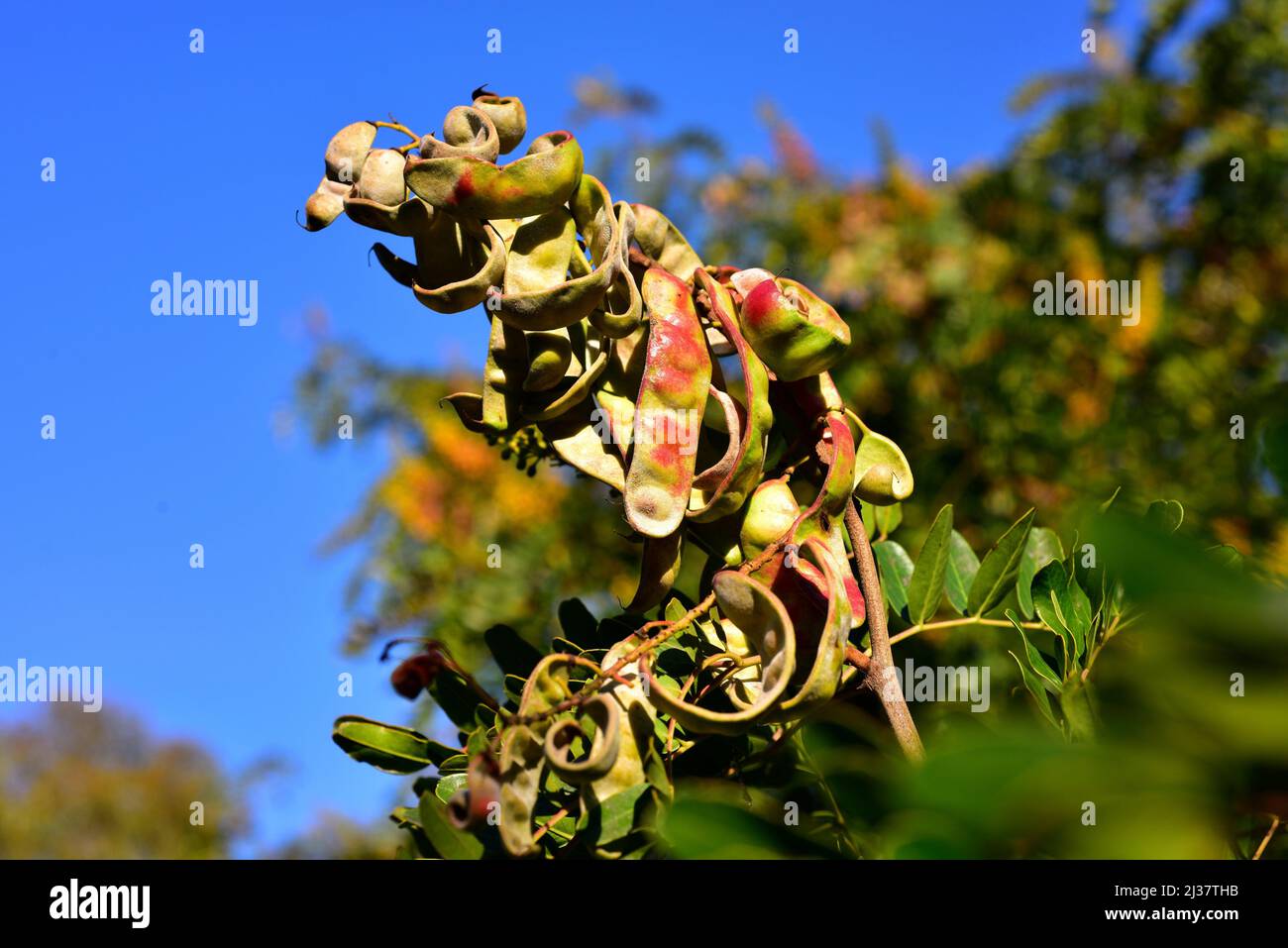 Tara oder peruanische Johannisbrotpflanze (Caesalpinia spinosa oder Tara spinosa) ist ein immergrüner kleiner Baum, der in Peru beheimatet ist und in anderen Ländern des Südens angebaut wird Stockfoto