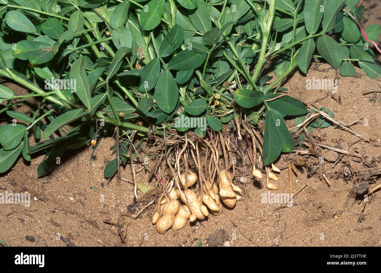 Erdnuss (Arachis hypogea) ist eine einjährige Pflanze, die in Südamerika beheimatet ist und in vielen anderen Regionen wegen ihrer essbaren Samen angebaut wird. Früchte und Blätter Stockfoto